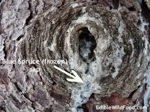 Spruce sap is a healthy addition to your diet! Image courtesy of Karen Stephenson