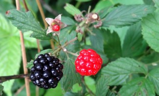 One ripe blackberry ready for picking. Flickr image by Martin LaBar