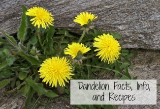 Dandelion Facts Info and Recipes