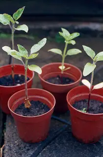 transplanted seedlings