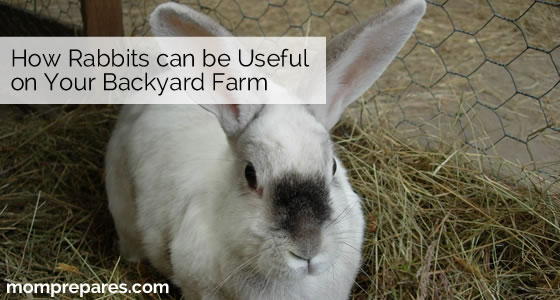 How a Rabbit can be Useful on Your Backyard Farm - Mom 