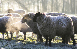 Sheep hanging out in the frosty morning. Flickr photo courtesy of Peewubblewoo