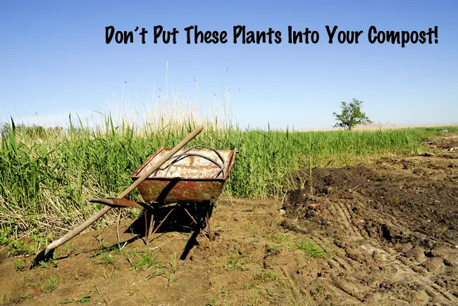 Do Not Put these Plants into Your Compost