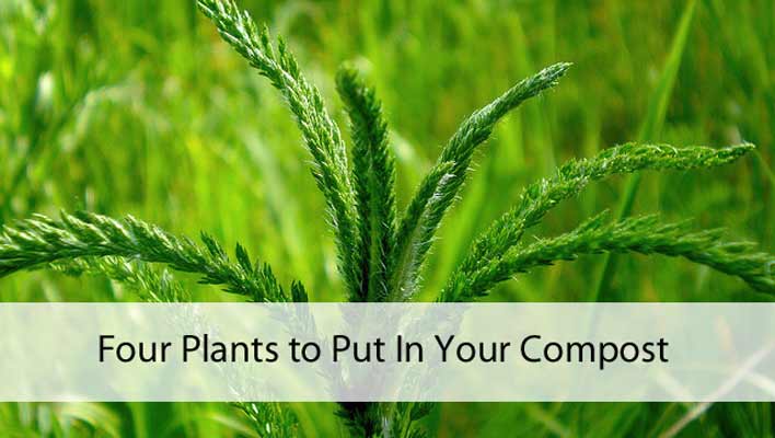 Four Plants to Put In Your Compost