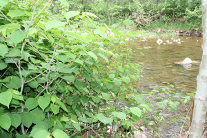 Japanese knotweed is very invasive - keep it out of your compost! Photo: US Fish and Wildlife Service / CC by 2.0