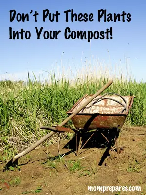 Types of plants to keep out of your compost pile. 