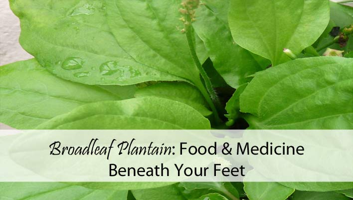 Broadleaf Plantain: Food and Medicine Beneath Your Feet