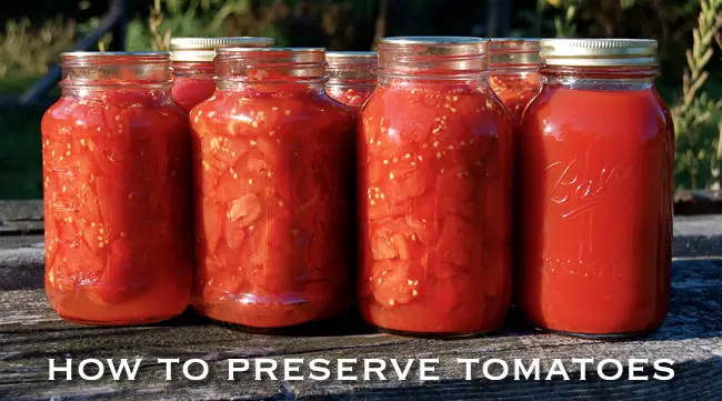 How to Preserve Tomatoes - Image Credit Andrew Beierle