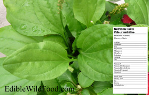 Nutrition Label: Plantain