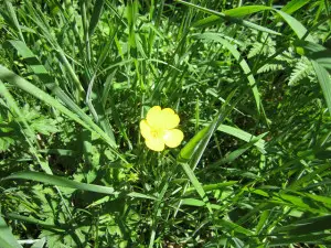 The wily buttercup is easiest to remove in the spring. Photo: johncooke / CC by 2.0