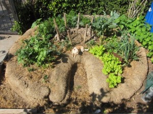 A keyhole bed allows you to access all areas in the garden and provides a lot of edge space.