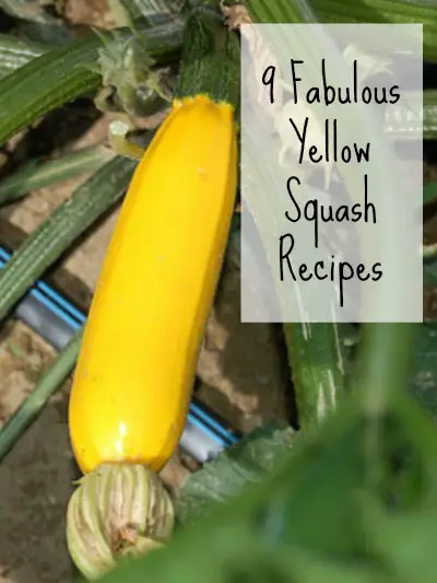 9 Fabulous Yellow Squash Recipes