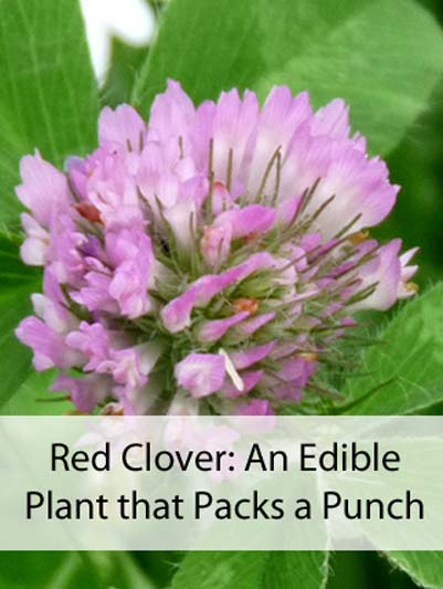 Red Clover: An Edible Plant that Packs a Punch