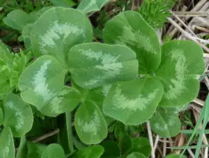 How to Identify Red Clover