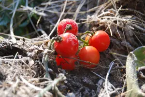 Uncovered crops may get chilly in the early spring or late fall. Photo: vanora / CC by 2.0