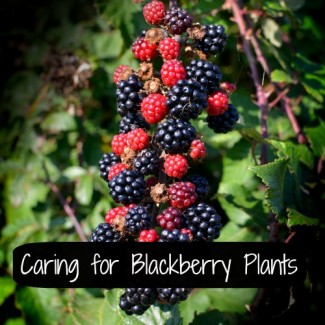 Blackberries ripening on the bush. Flickr image by Colin