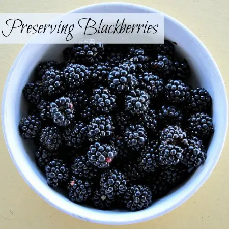 A bowl of blackberries ready for preserving. Flickr image by Stephen Rees