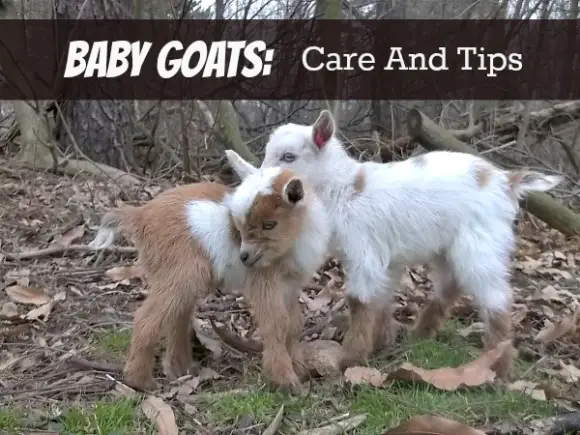 baby goats