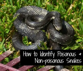 How to Identify Poisonous and Non-Poisonous Snakes – Mom Prepares