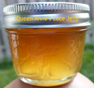 Queen Anne's lace jelly