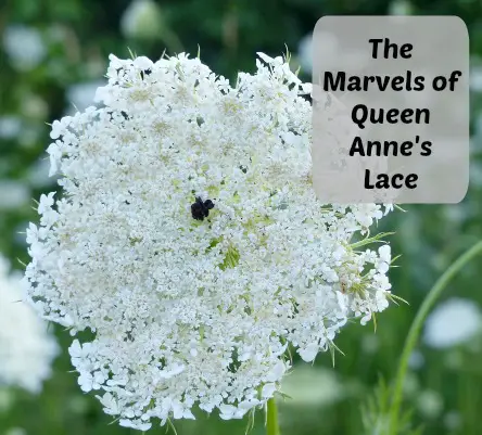  Queen Anne's Lace flower