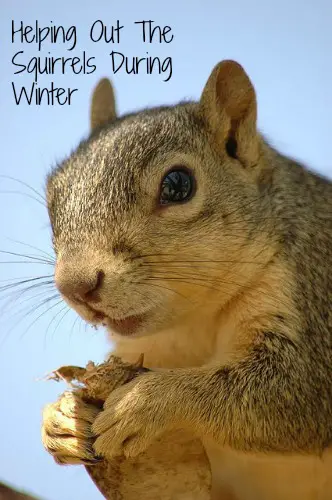 Helping Out The Squirrels During Winter