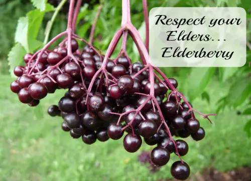 Respect your Elders…. Elderberry