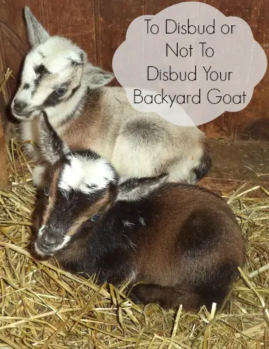 To Disbud or Not To Disbud Your Backyard Goat