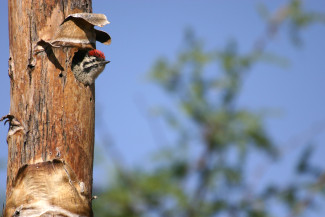 A deep hole and wood chips below are signs that a woodpecker could be nesting in your house. Photo: Xandert / CC by 2.0