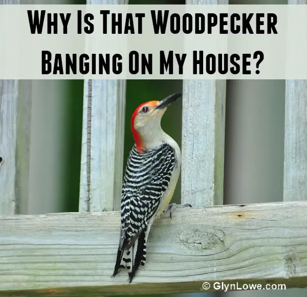 Why is That Woodpecker Banging on My House? - Mom Prepares