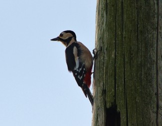 In the spring, woodpeckers drum on phone poles, trees, and your house. Photo: butkovicdub / CC by 2.0