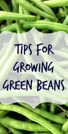Tips for Raising Green Beans – Mom Prepares