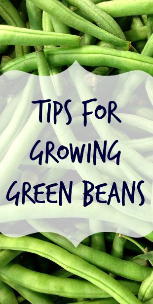 growing green beans