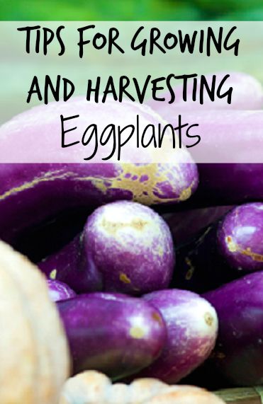 how to grow eggplants