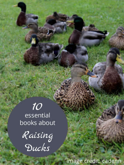 10 Essential Books About Raising Ducks