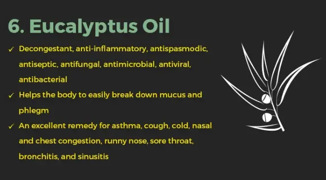 eucalyptus-oil-for-cough