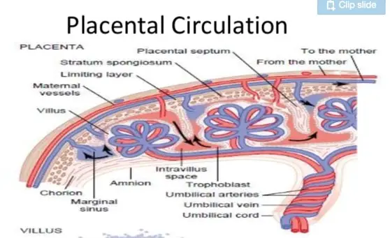 placental barrier