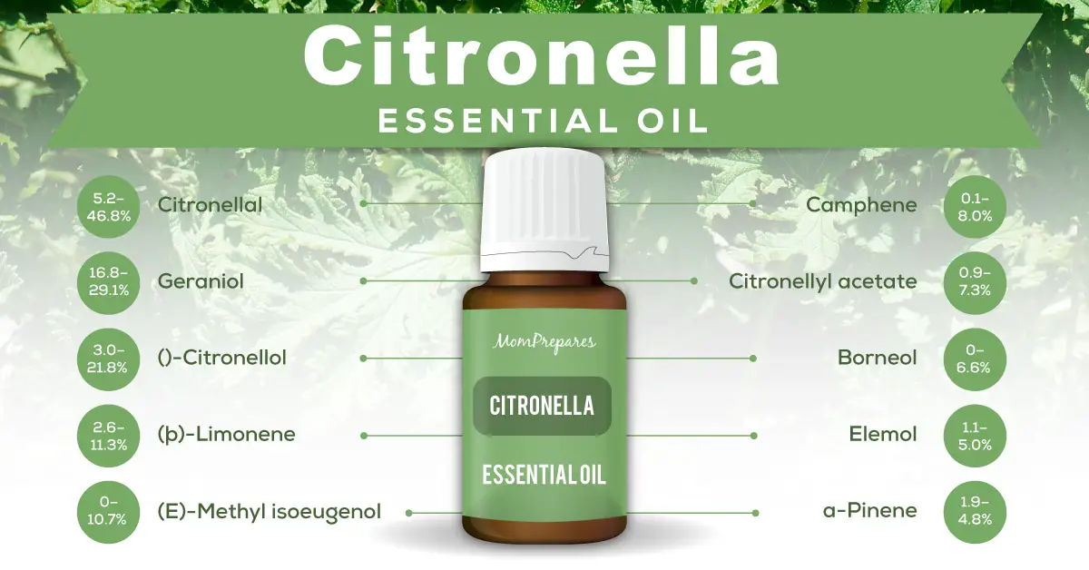 Citronella Essential Oil The Complete Uses and Benefits Guide