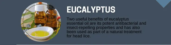 Eucalyptus Oil for Hair Growth