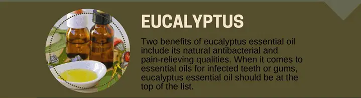 Eucalyptus Oil for Toothaches