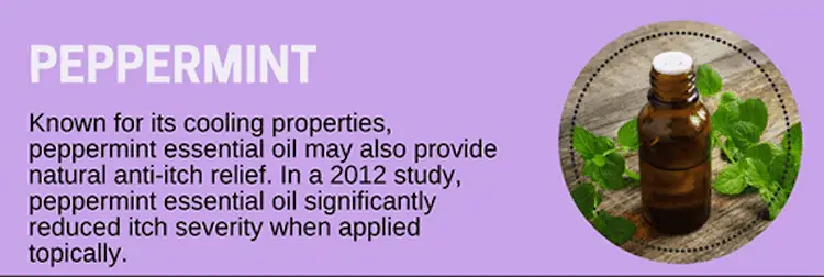 Peppermint-Oil-for-Itching Peppermint Oil for Itching