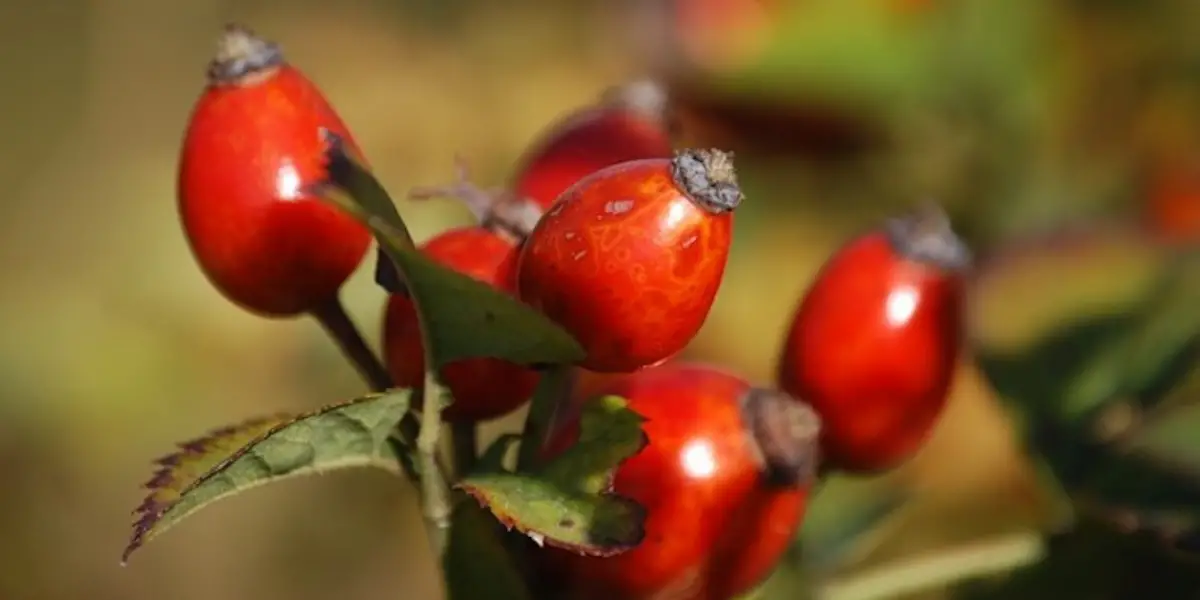 Rosehip Berry Plant