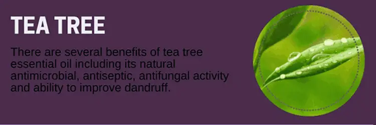 Tea Tree Oil for Itching