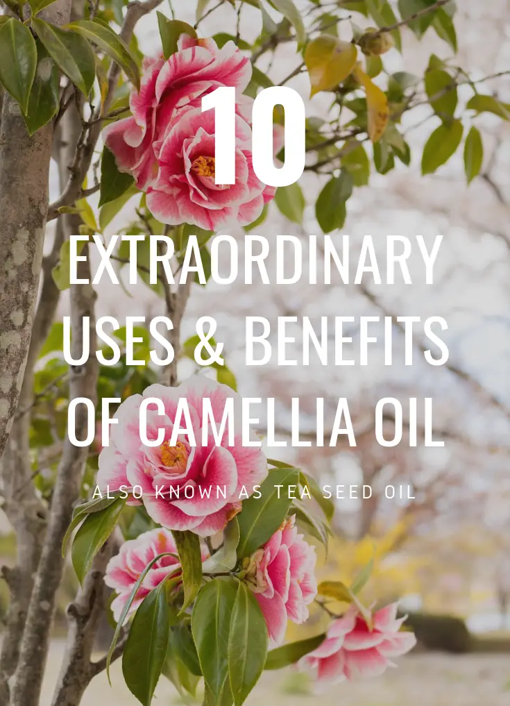 Camellia Oil Benefits and Uses